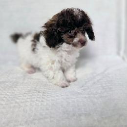 Ollie - Parti male Poodle puppy in Cornelia, Georgia from Yates Family Farm