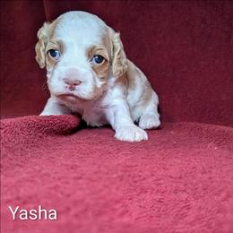 Yasha - Red and white female Cockapoo puppy in Sunset, Louisiana from Cano Cockapoos