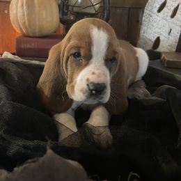 Basset Hound Puppies from Rain and Snow Bassets