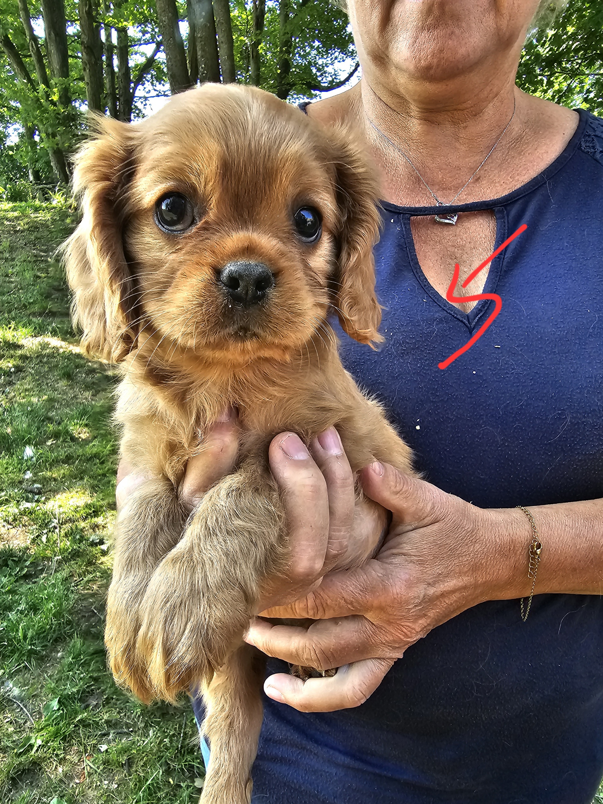 Cavalier King Charles Spaniel Puppies from Charma Cavaliers