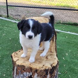Marble - Blue merle male Border Collie puppy in Morgan, Texas from Shooting Star Ranch