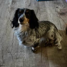 Sugar - Dachshund