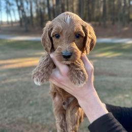 Pecan - Red  male Goldendoodle puppy in Kenansville, North Carolina from J+A Family Doodles
