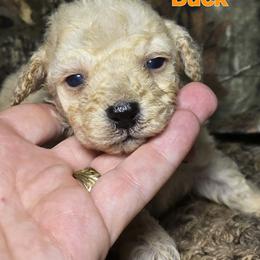 Buck - Cream male Poodle puppy in West Point, Mississippi from Golden Paws