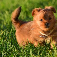Shih Tzu and Shorkie Puppies from Nana's Happy Pups