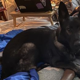 Mondi - German Shepherd