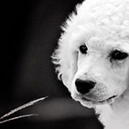 Poodle Puppies from Anutta Poodles