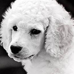 Poodle Puppies from Anutta Poodles