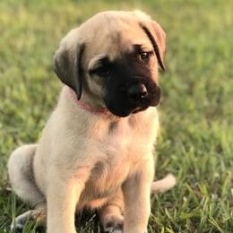 Basset Hounds, Cavalier King Charles Spaniels, and Mastiffs from Southern Oaks Kennel