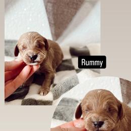 Rummy - Apricot male Cavapoo puppy in Mesa, Arizona from Pedersendoodles
