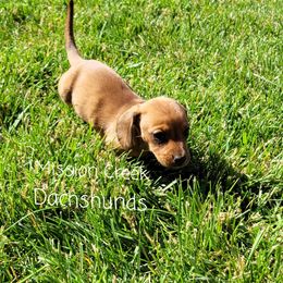 Dachshund Puppies from Mission Creek Dachshunds