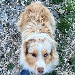 Goldie - Toy Australian Shepherd