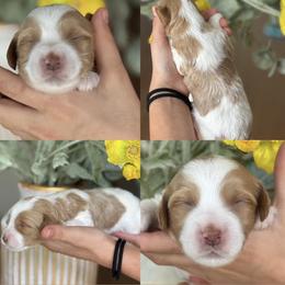 Banana - Parti female Goldendoodle puppy in Yuciapa, California from AlltheDoodlez_