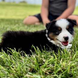 Callie - Black tri female Miniature American Shepherd puppy in Springfield, Missouri from 3 Barrels Farms, LLC
