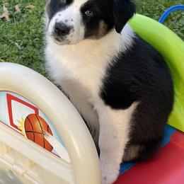 Australian Shepherd Puppies from Lil Klimuk's Australian Shepherds