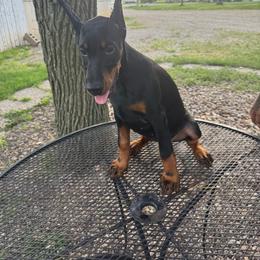 Empress - Black and rust female Doberman Pinscher puppy in Aplington, Iowa from Royal Dynasty Dobermann Kennel