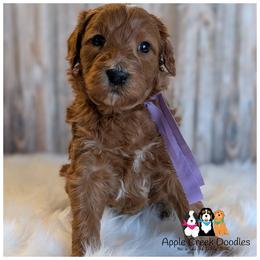 SAYLOR - - Red  female Goldendoodle puppy in Jeddo, Michigan from Apple Creek Doodles