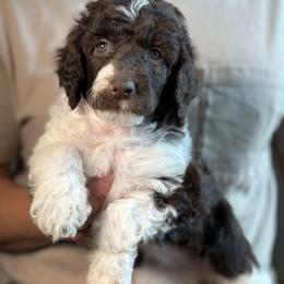 Susie - Parti female Poodle puppy in Spring Hills, Florida from The Olympus Standard Poodle