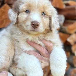 Finn - Red merle male Australian Shepherd puppy in Butler, Georgia from Aussies at Howling Hill Farm
