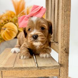 Shania - Red  female Goldendoodle puppy in Queen Creek, Arizona from Goldendoodle AZ