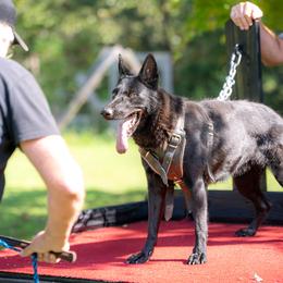 Gil - German Shepherd