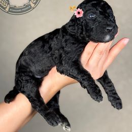 Luna - Silver female Poodle puppy in Spring Hills, Florida from The Olympus Standard Poodle