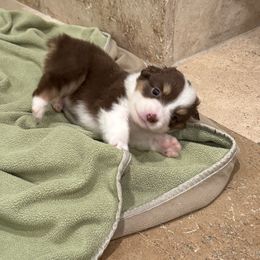Cinnamon - Red tri-color female Miniature American Shepherd puppy in Ballico, California from SierraVu Minis