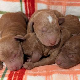Boy 1 - Red  male Poodle puppy in Silverton, Oregon from Rambler Goldens