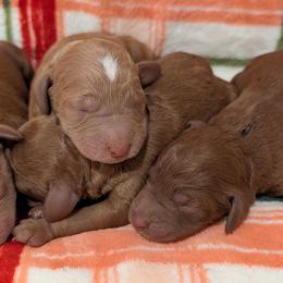 Boy 1 - Red  male Poodle puppy in Silverton, Oregon from Rambler Goldens