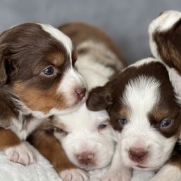 Miniature Australian Shepherds from Mini Aussies by JoJo
