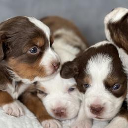 Miniature Australian Shepherds from Mini Aussies by JoJo