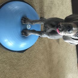 Great Dane Puppies from Blue Envy Great Danes