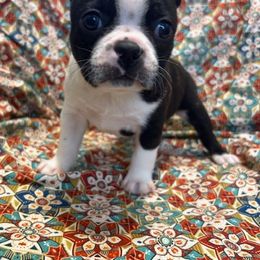 Ava - Black brindle and white female Boston Terrier puppy in Fillmore, Illinois from Wind Hill Puppies