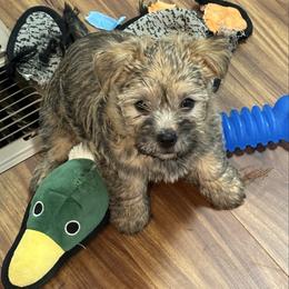 Black collar boy - Wheaten male Cairn Terrier puppy in Battle Ground, Washington from Debra Soutar