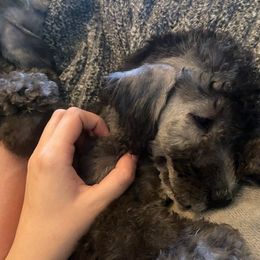 Bedlington Terrier and Great Dane Puppies from Cloud9 Bedlingtons and Argos Danes