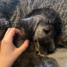 Bedlington Terrier and Great Dane Puppies from Cloud9 Bedlingtons and Argos Danes