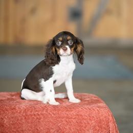 Muffin - Chocolate female Cavalier King Charles Spaniel puppy in Sugarcreek, Ohio from Chocolate Cavalier