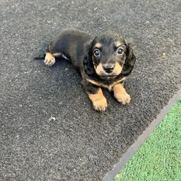 Sue Storm - Black and tan female Dachshund puppy in Ceres, California from Rockin' M’s LilBitty Dachshunds (LBD)