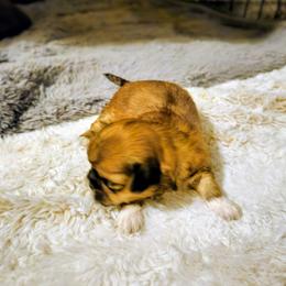 Rowan - Red gold male Lhasa Apso puppy in Hillsboro, Oregon from Luv-N-Laughter Lhasa Apsos