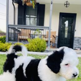 Sheepadoodle Puppies from M&B Puppy Love