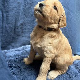 Harbor - Red  male Goldendoodle puppy in Placerville, California from New Dawn Poodles and Doodles