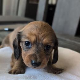 Autumn - Wild boar female Dachshund puppy in Waddell, Arizona from The Bearded Companions