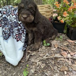 Labradoodle Puppies from Dotsie's Doodles