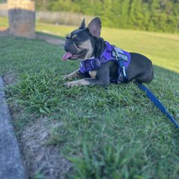 Luna - French Bulldog