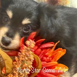 North Star Gems' Arlo - Black and tan male Prague Ratter puppy in Seward, Alaska from North Star Gem’s Prague Ratters