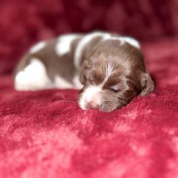 Black - Liver roan male Brittany puppy in Adairsville, Georgia from Rocking L Farms