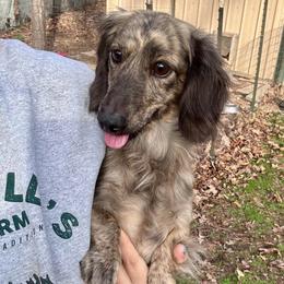 Maverick - Dachshund