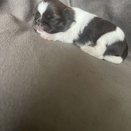 Shih Tzu Puppies from Free Range Shih Tzus