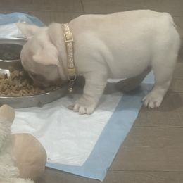 French Bulldogs and Pugs from House of Pugs and French BullDogs