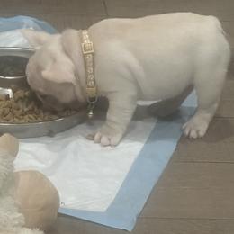 French Bulldogs and Pugs from House of Pugs and French BullDogs